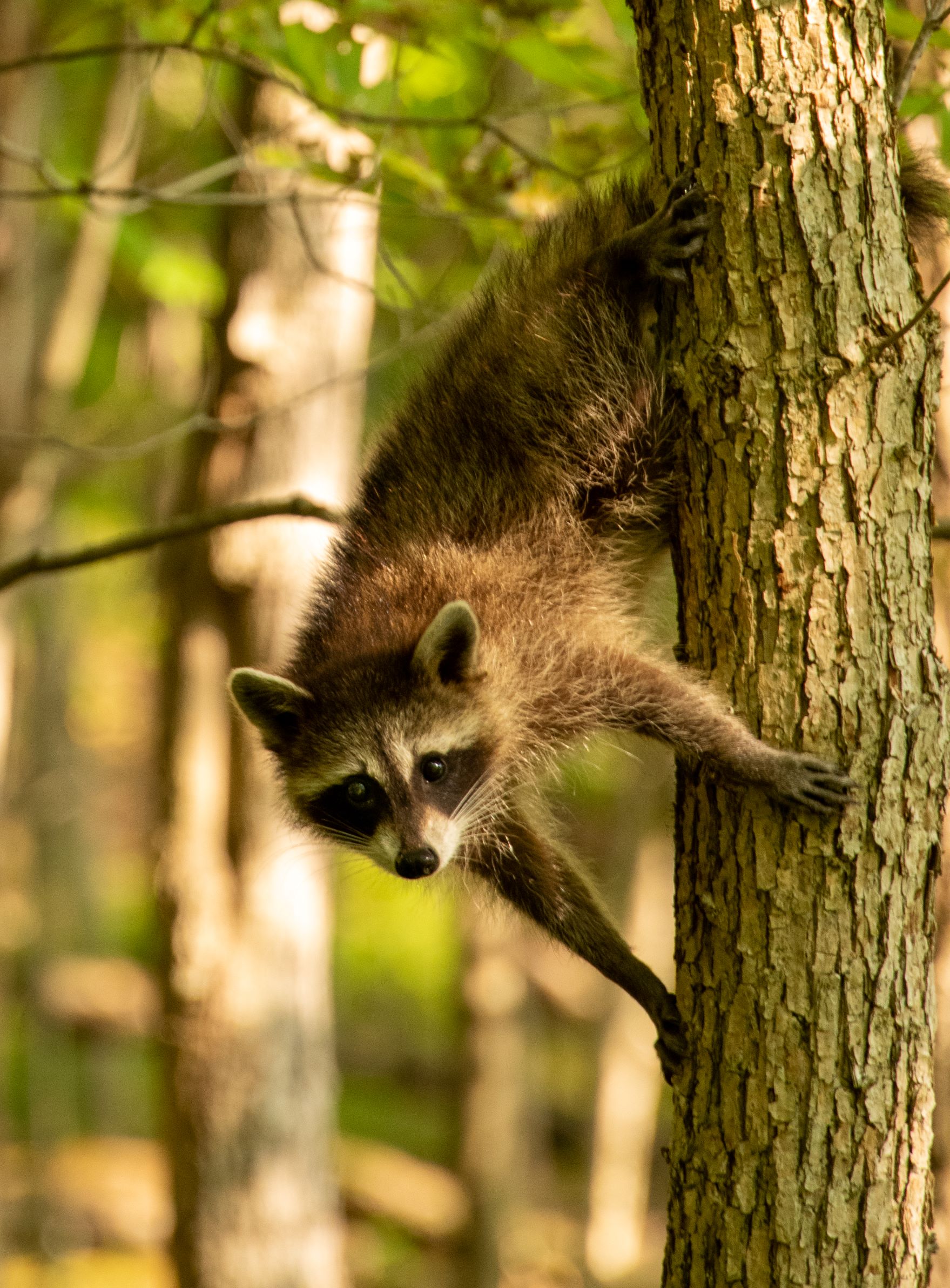 A young raccoon peeking around a tree